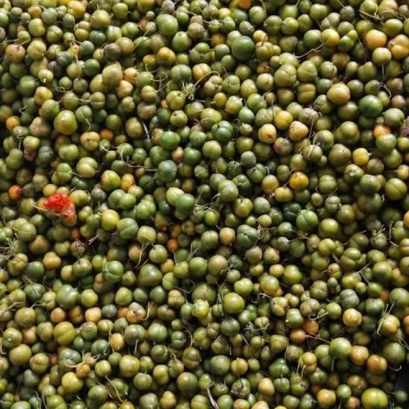 黄精催芽种子出苗率高带芽鸡头黄精多花不倒苗老虎姜滇黄精正