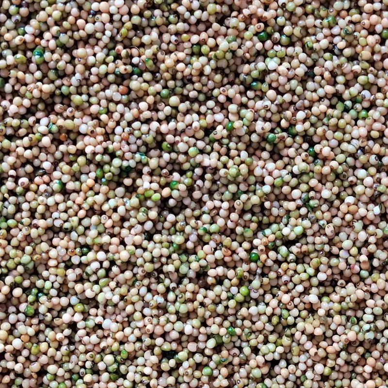 黄精催芽种子出苗率高带芽鸡头黄精多花不倒苗老虎姜滇黄精正