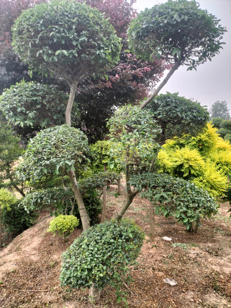 造型女贞，造型亮晶女贞，造型小叶女贞