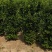 大叶黄杨柱子，自己货源，六十亩。货源充足！