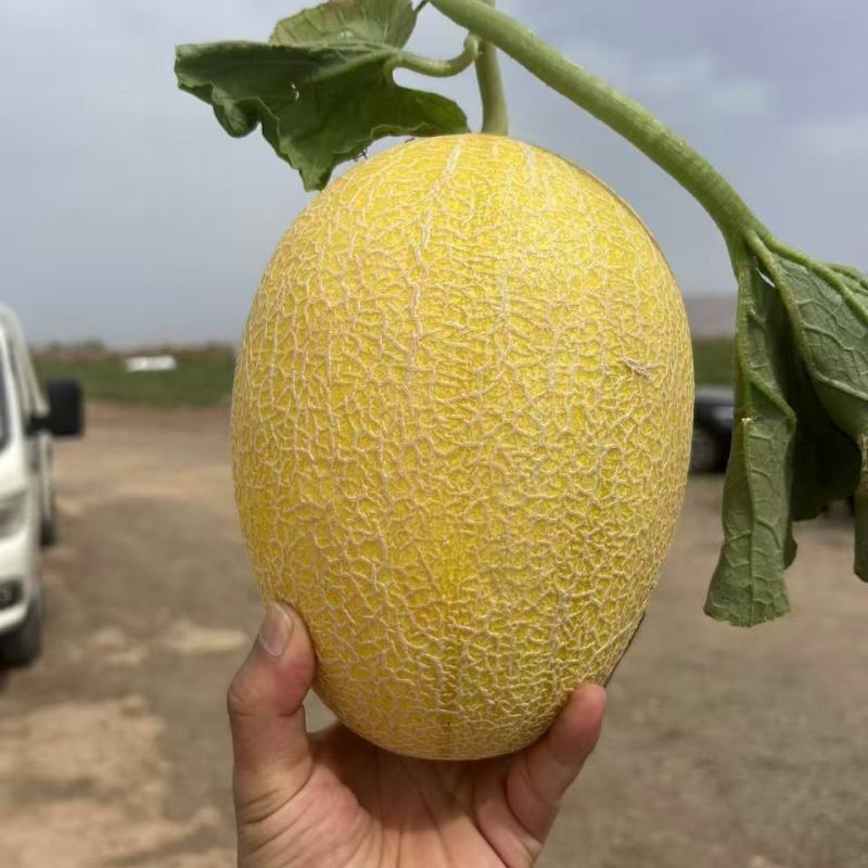 新疆吐鲁番精品哈密瓜金色年华/产地直发量大价优诚信经营