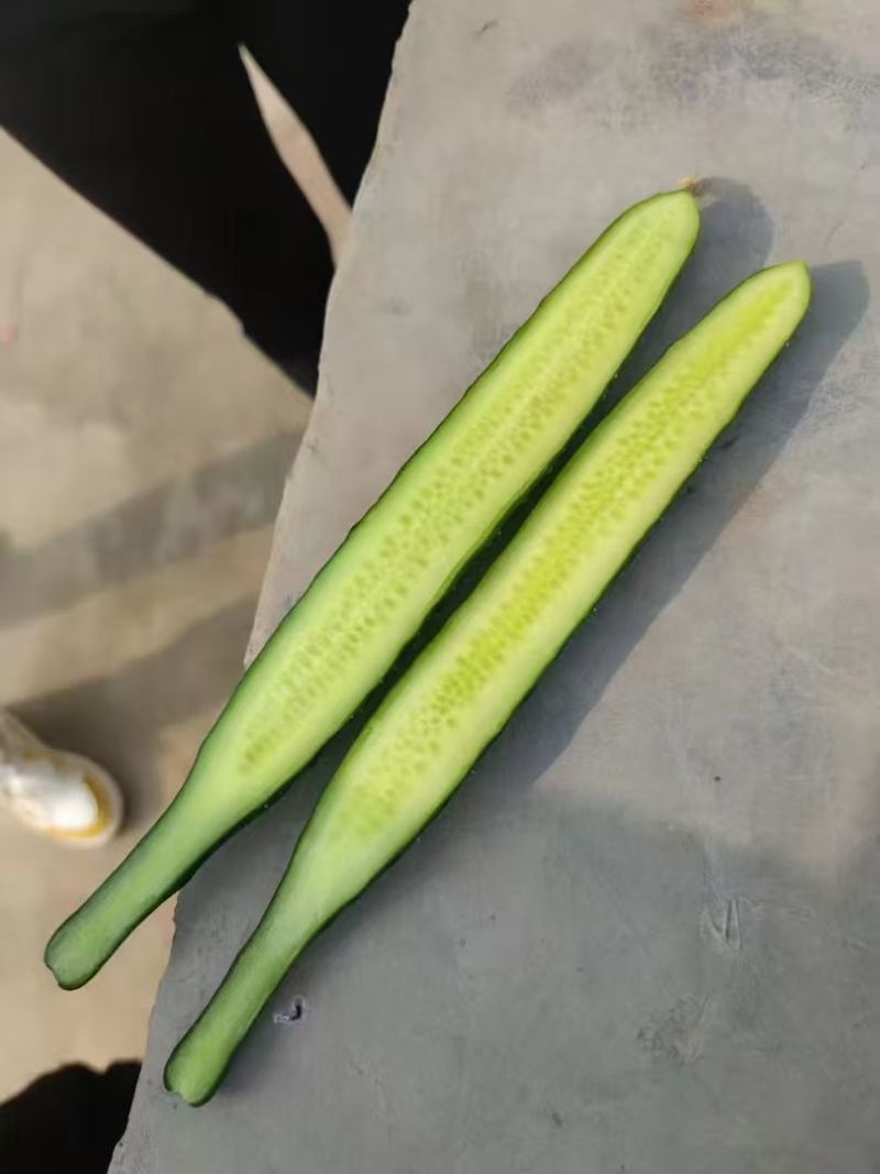 密刺黄瓜，产地一手货源，可视频看货，量大优惠，欢迎合作