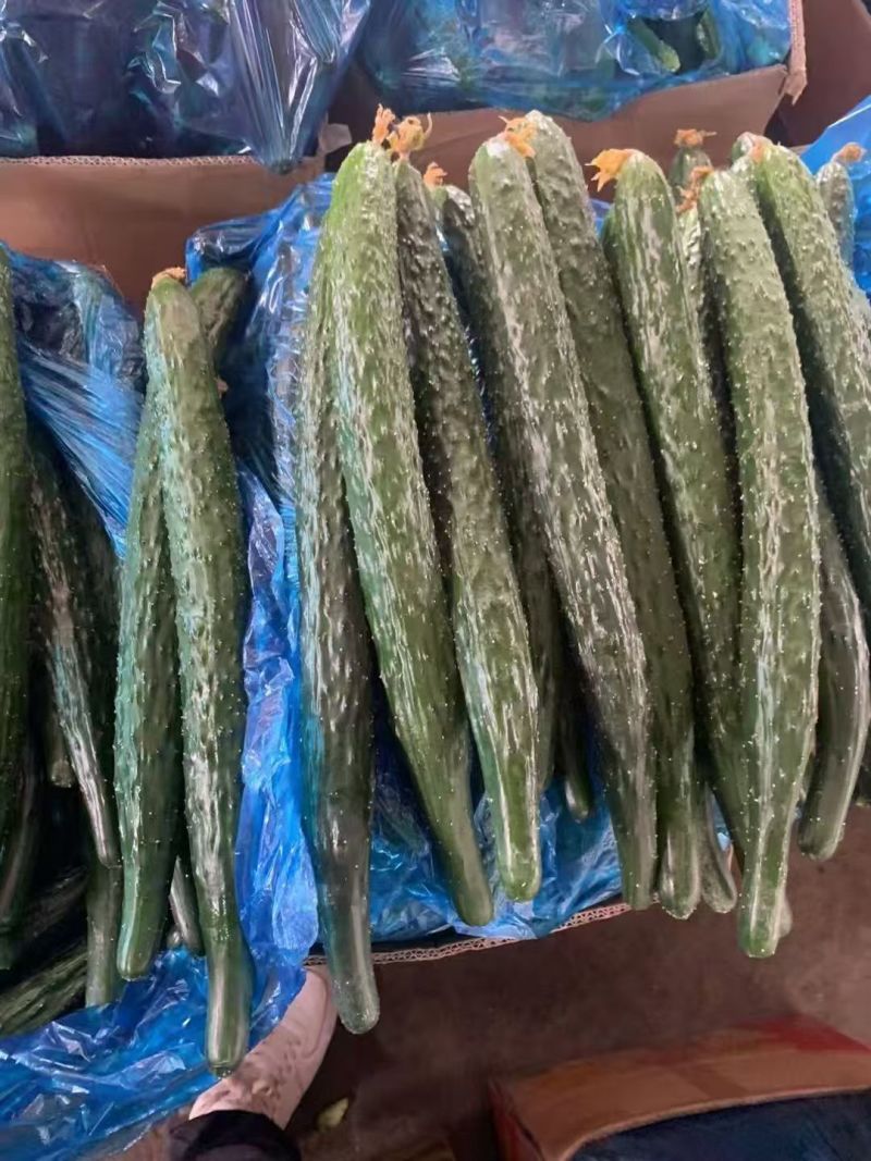 密刺黄瓜，产地一手货源，可视频看货，量大优惠，欢迎合作