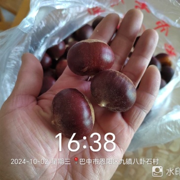 嫁接板栗苗，包邮，基地直发