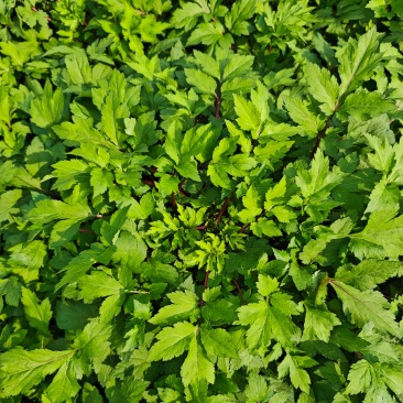 珍珠菜，当归菜