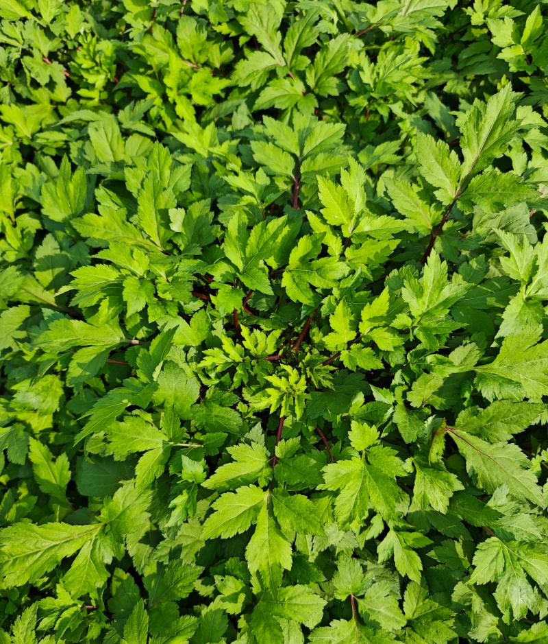 珍珠菜，当归菜