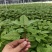红枸杞菜，泰国红枸杞，枸杞叶