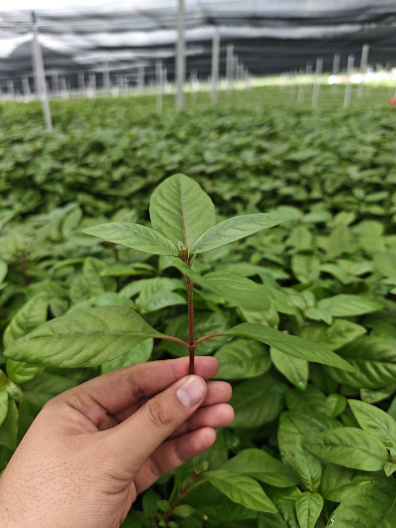 红枸杞菜，泰国红枸杞，枸杞叶