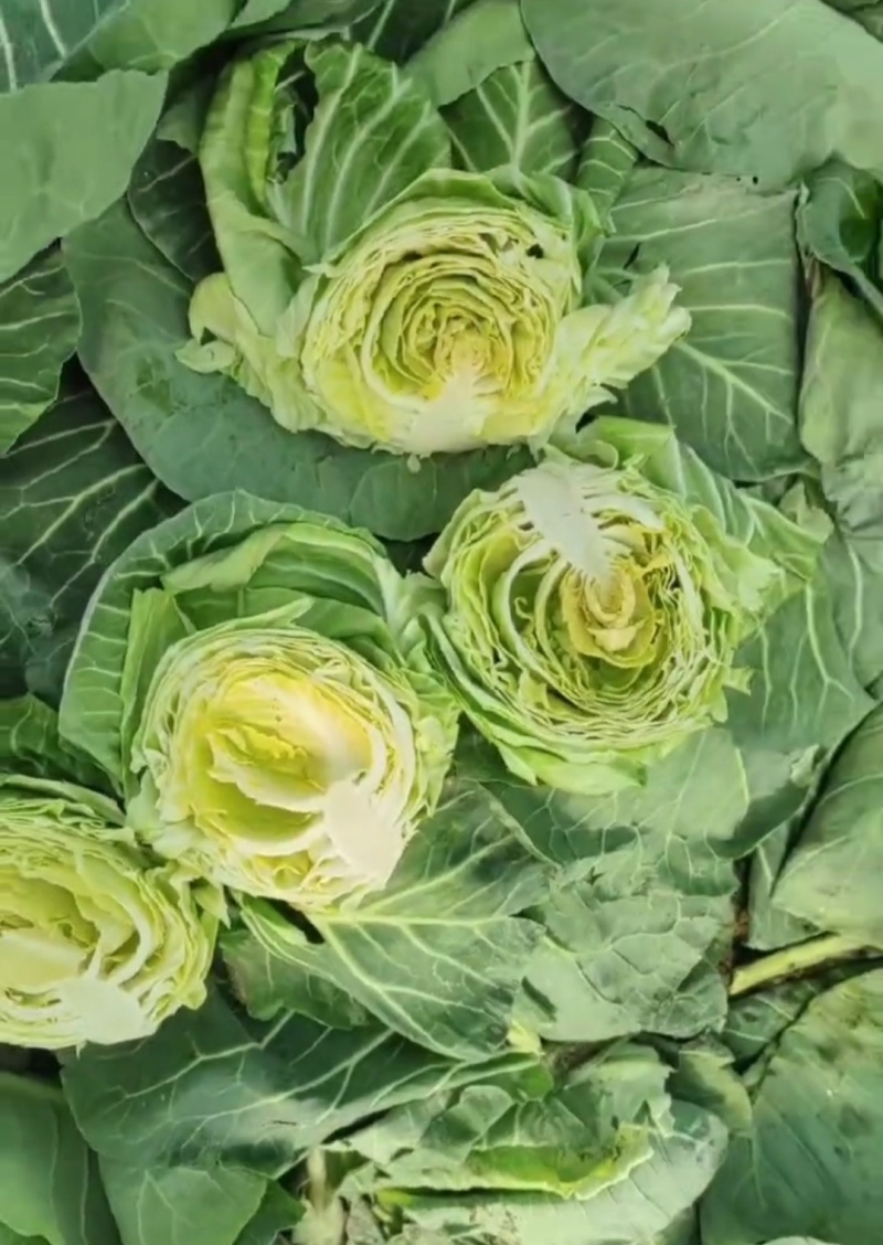 山西面包菜软甘蓝圆包菜基地直供量大从优价格实惠联
