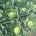 山西面包菜软甘蓝圆包菜基地直供量大从优价格实惠联