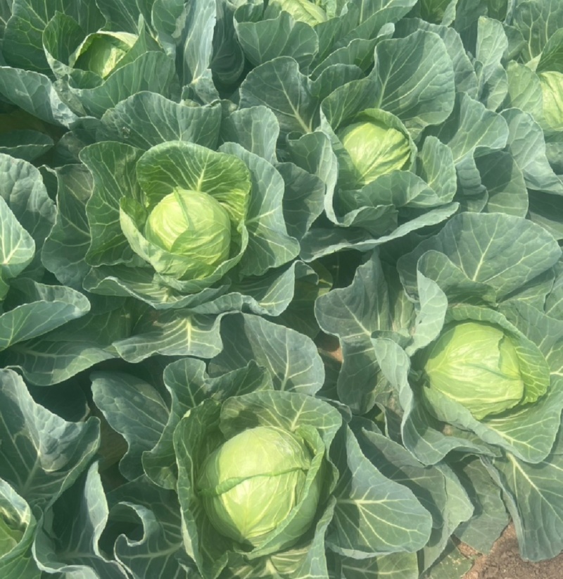 山西面包菜软甘蓝圆包菜基地直供量大从优价格实惠联