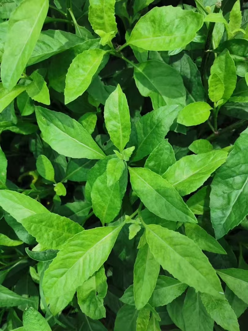 长寿菜，富贵菜
