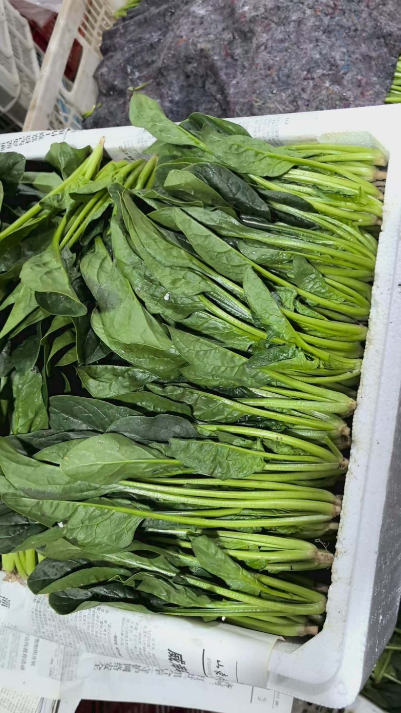 精品菠菜