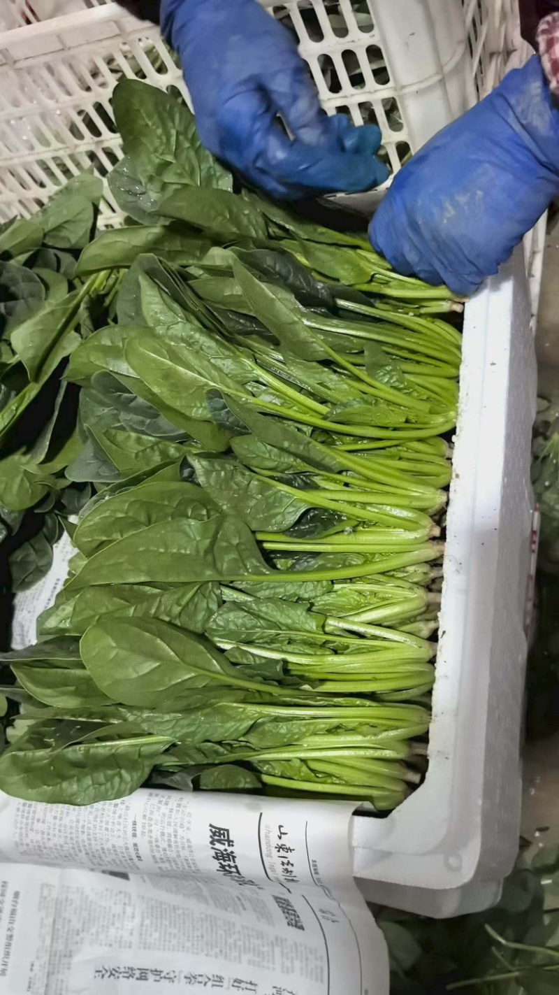 精品菠菜