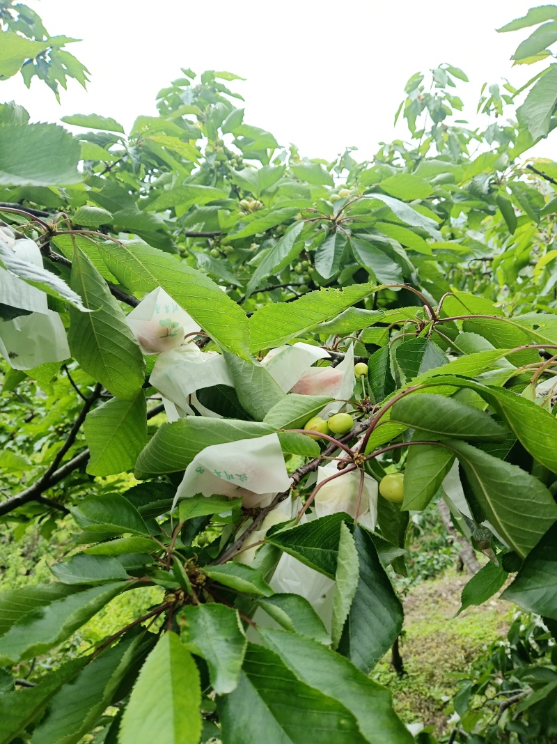 阿坝州车厘子