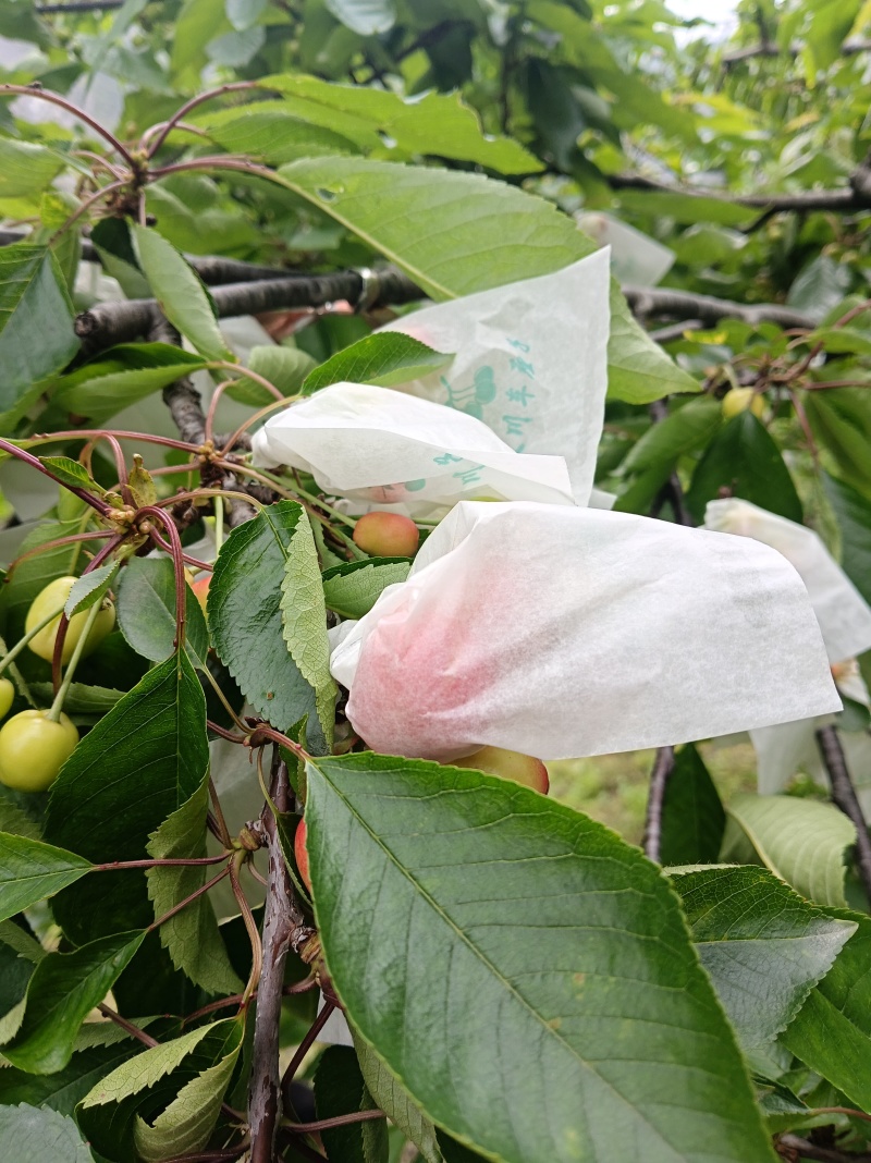 阿坝州车厘子