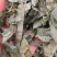 淫羊藿仙灵脾淫羊藿柔软绿色产地吉林省紫轩堂药业