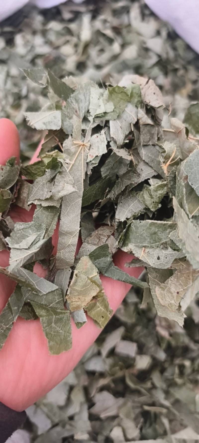 淫羊藿仙灵脾淫羊藿柔软绿色产地吉林省紫轩堂药业