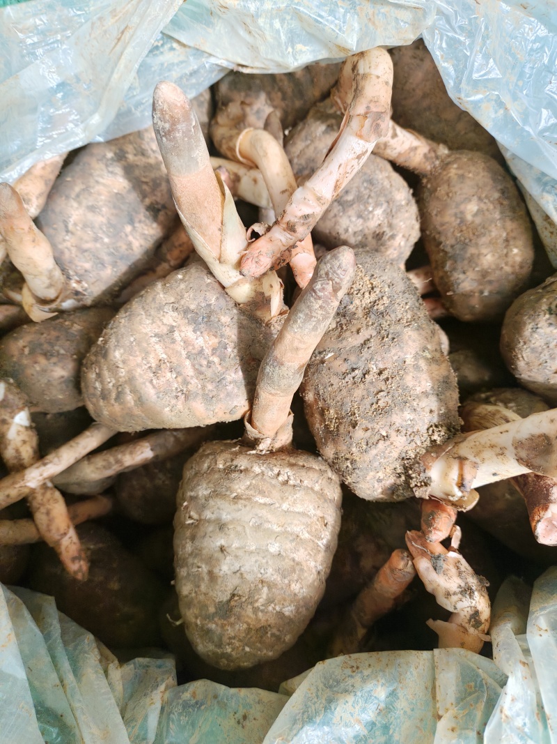 云南昭通小草坝乌天麻现挖现发一件也是批发价