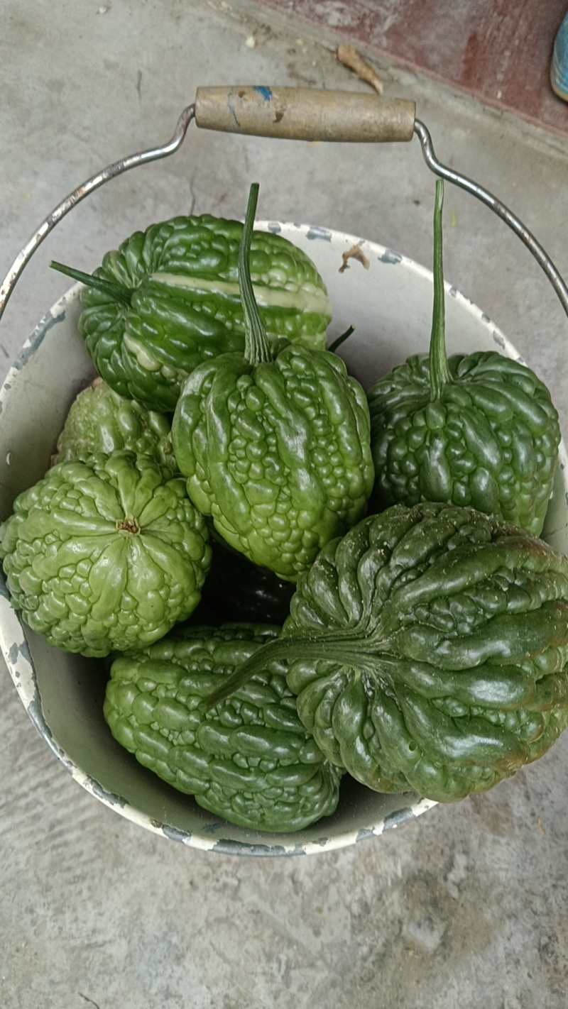 杜阮苦瓜