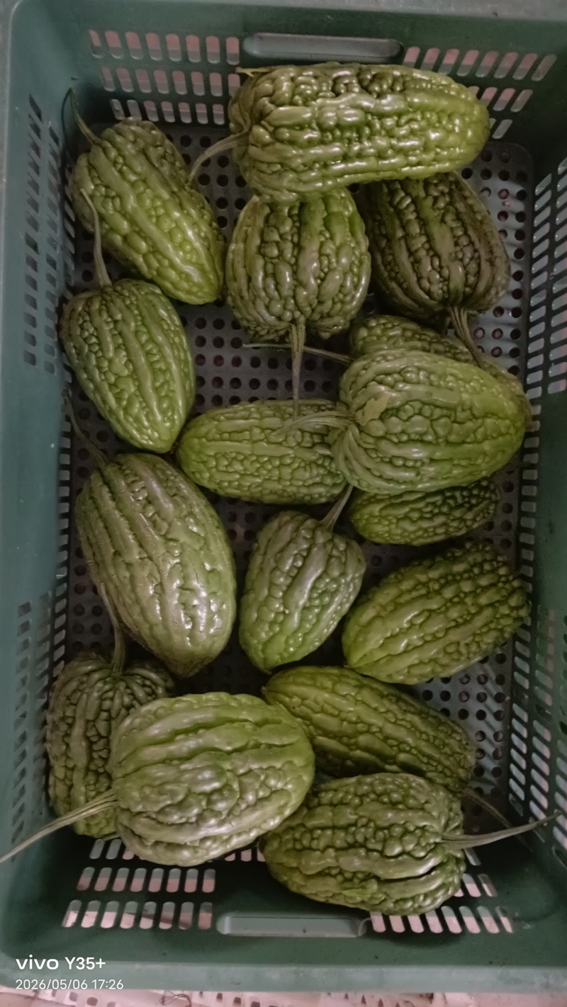 杜阮苦瓜
