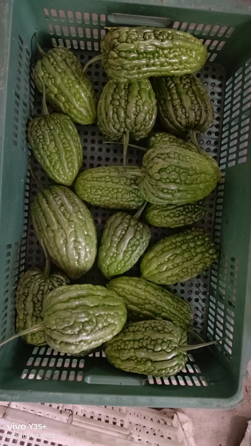 杜阮苦瓜