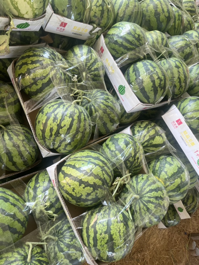 美都西瓜品质保证服务周到产地直发价格美丽欢迎联系