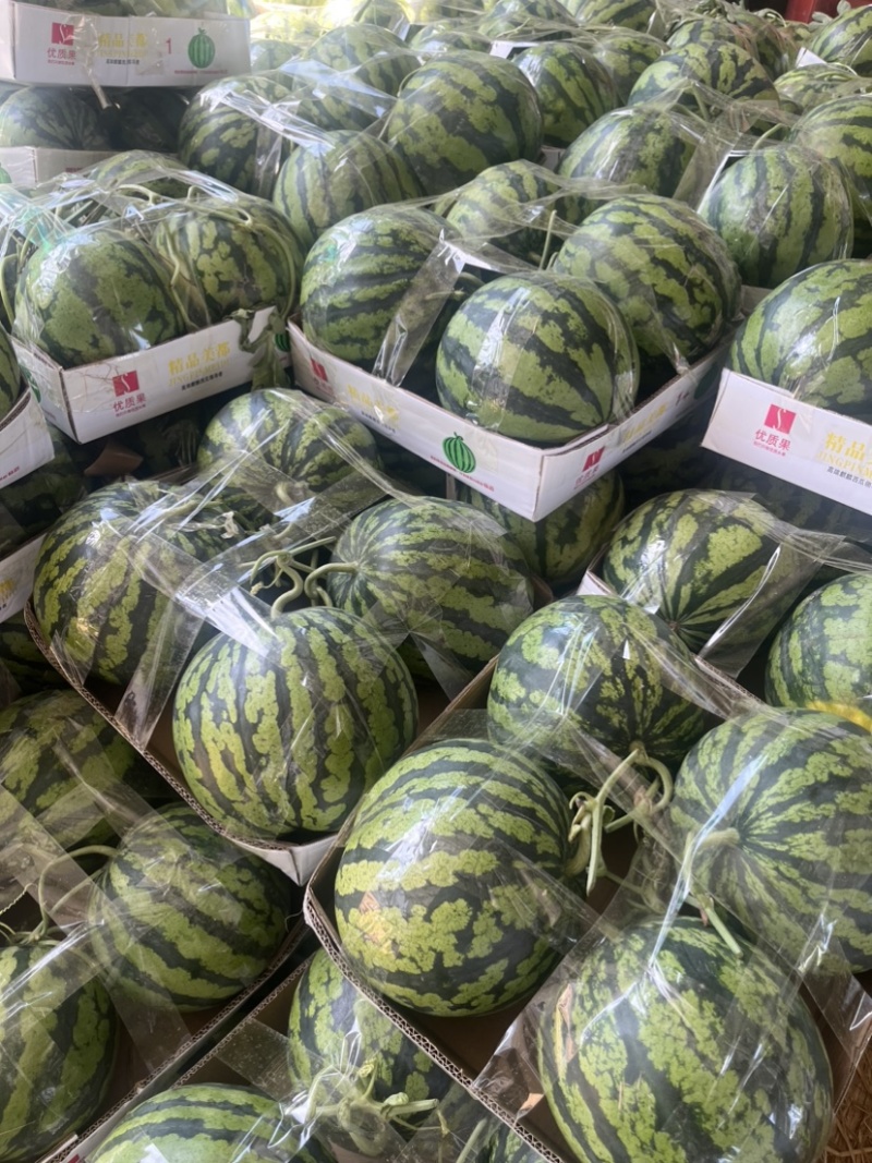 美都西瓜品质保证服务周到产地直发价格美丽欢迎联系