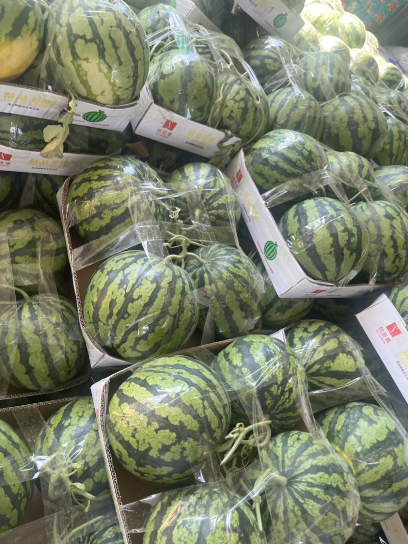 美都西瓜品质保证服务周到产地直发价格美丽欢迎联系