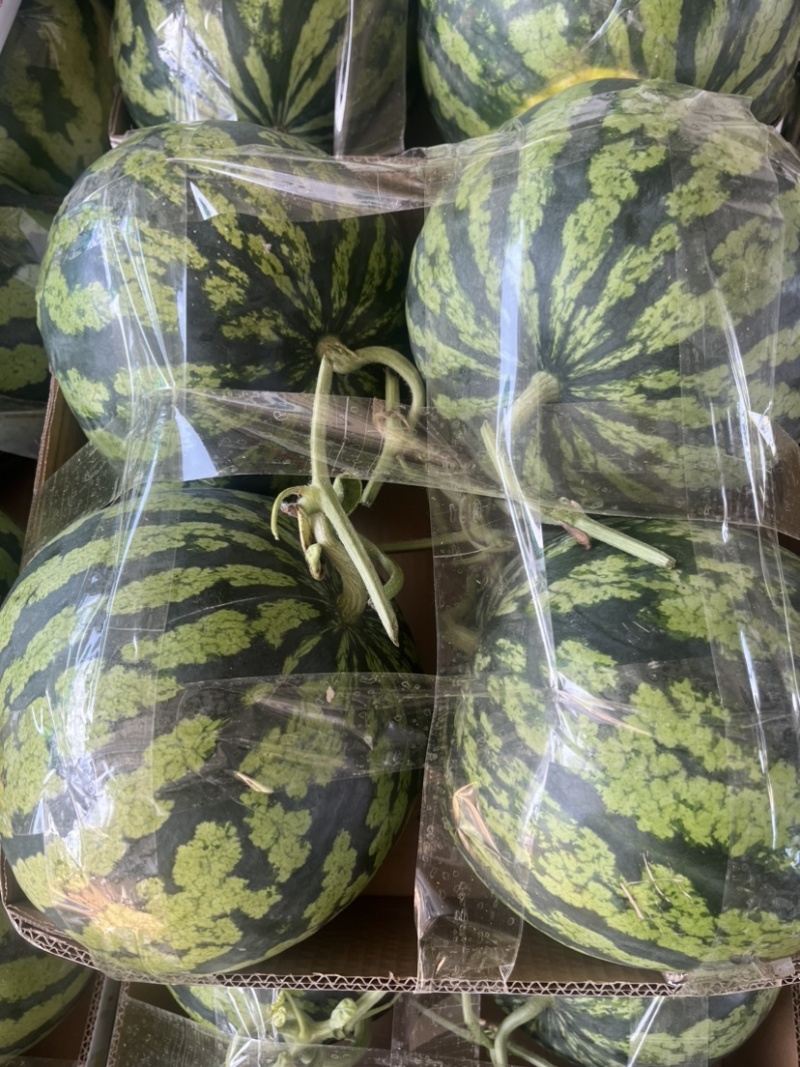 美都西瓜品质保证服务周到产地直发价格美丽欢迎联系