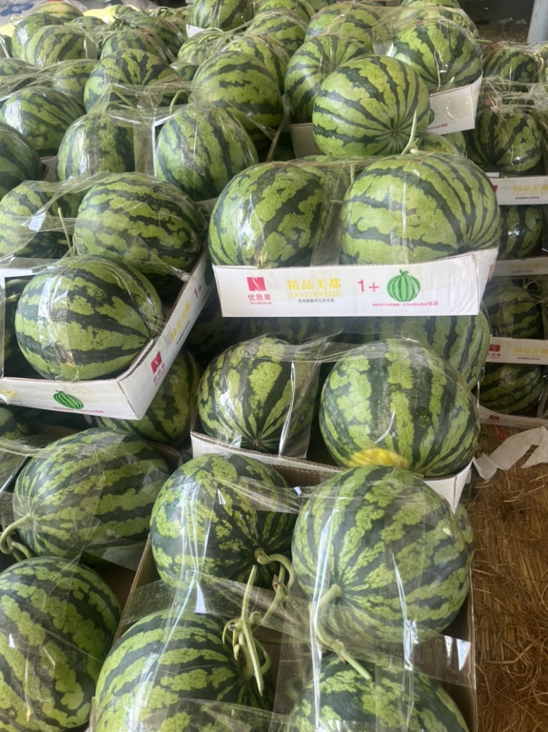 美都西瓜品质保证服务周到产地直发价格美丽欢迎联系