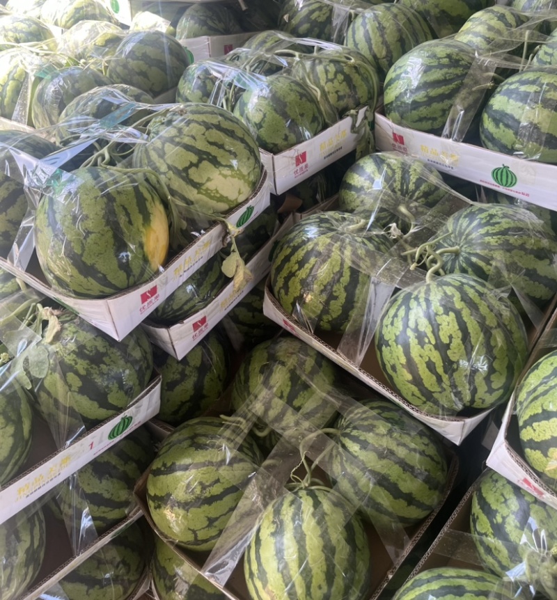 美都西瓜品质保证服务周到产地直发价格美丽欢迎联系