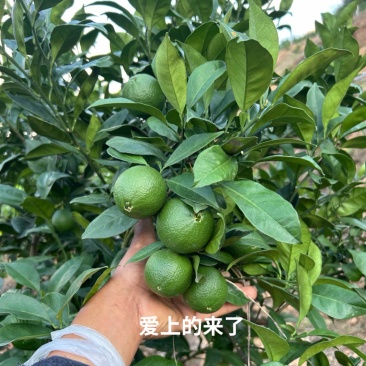 预定赣南早通货店商