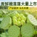海南水果嫩莲蓬基地直供全国各地发货水生莲蓬