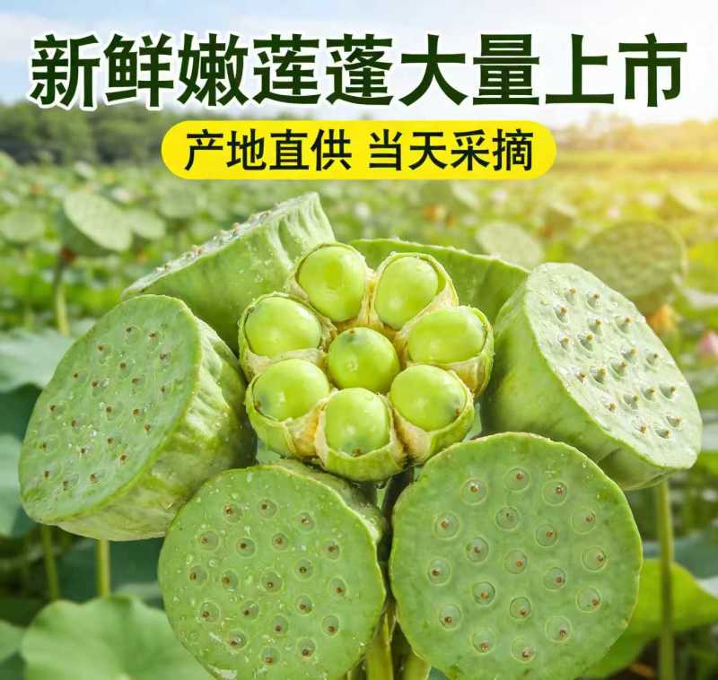 海南水果嫩莲蓬基地直供全国各地发货水生莲蓬