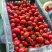 千禧小番茄量大一手货源保质保量价格优惠