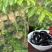 乌橄榄/黑橄榄/29元/棵，品种正/产量高/