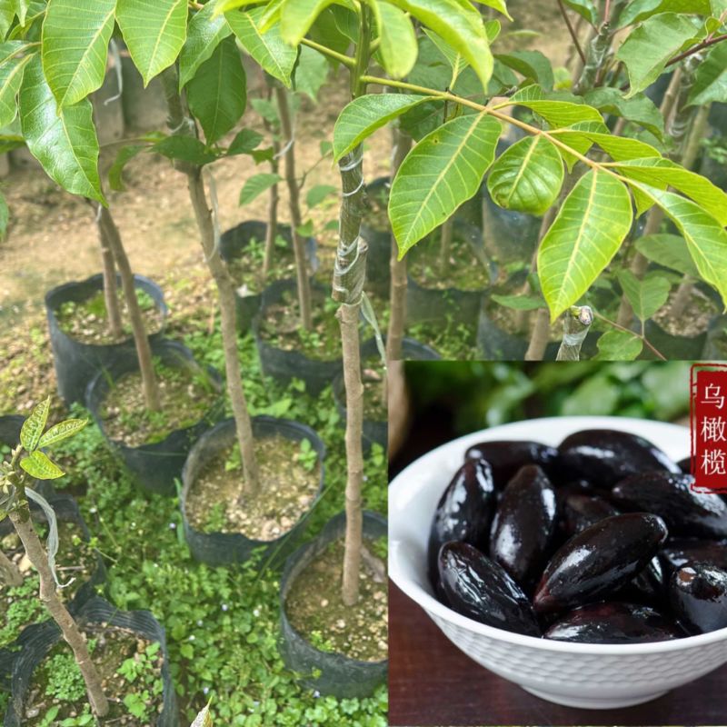 乌橄榄/黑橄榄/29元/棵，品种正/产量高/