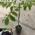 乌橄榄/黑橄榄/29元/棵，品种正/产量高/