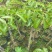 乌橄榄/黑橄榄/29元/棵，品种正/产量高/