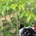 乌橄榄/黑橄榄/29元/棵，品种正/产量高/