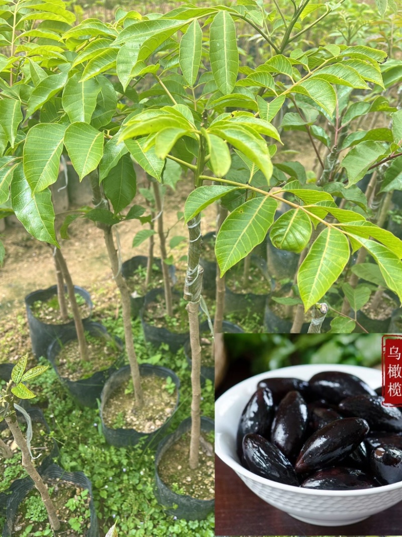 乌橄榄/黑橄榄/29元/棵，品种正/产量高/