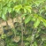 乌橄榄/黑橄榄/29元/棵，品种正/产量高/