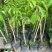 乌橄榄/黑橄榄/29元/棵，品种正/产量高/