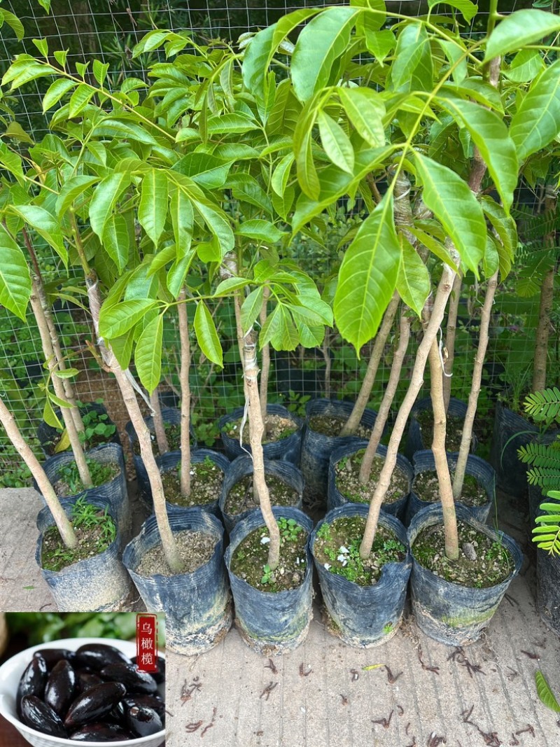 乌橄榄/黑橄榄/29元/棵，品种正/产量高/