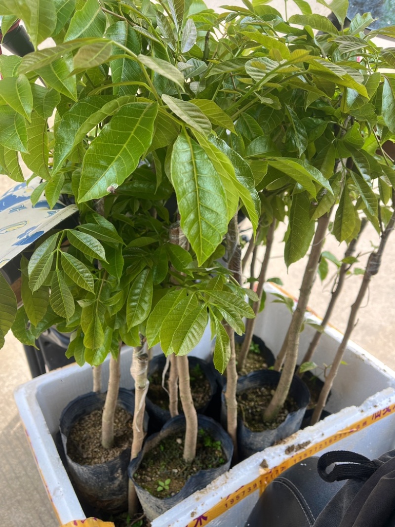 乌橄榄/黑橄榄/29元/棵，品种正/产量高/