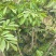 乌橄榄/黑橄榄/29元/棵，品种正/产量高/