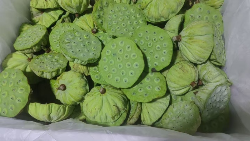 海南新鲜水果嫩莲蓬当季嫩莲蓬基地直供时令