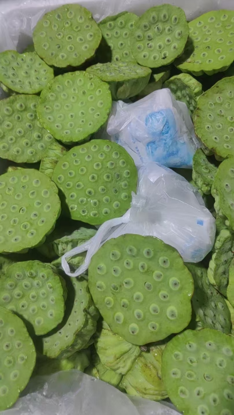 海南新鲜水果嫩莲蓬当季嫩莲蓬基地直供时令