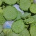 海南新鲜水果嫩莲蓬当季嫩莲蓬基地直供时令